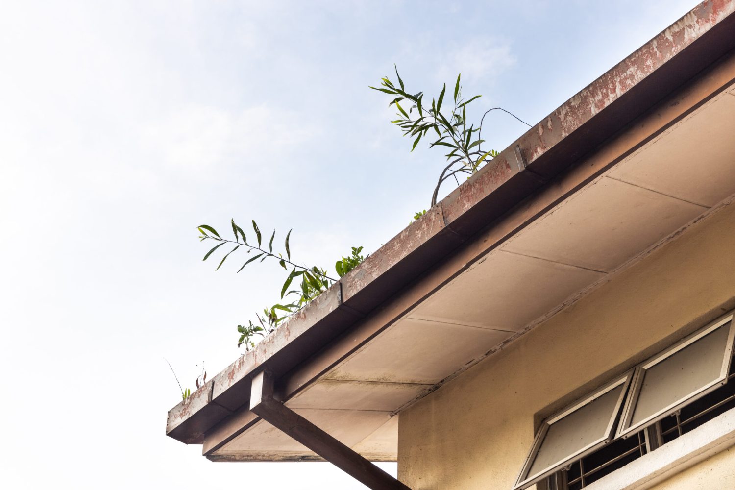 Clogged roof rain gutter full of dry leaf and with plant foliage growing against blue sky